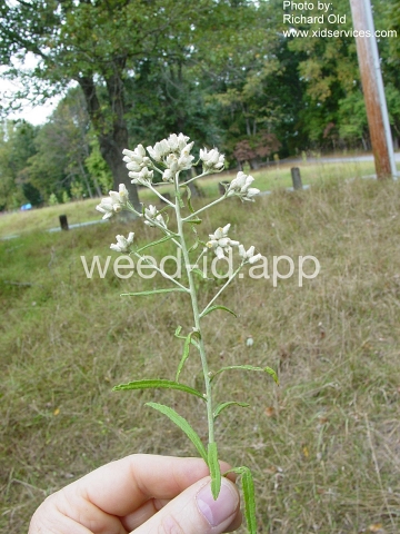 cudweed, fragrant